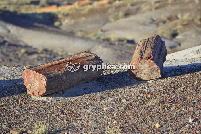 Troncs pétrifiés (Petrified forest, Arizona, USA) - gryphea.com